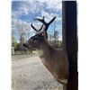 Image 6 : *Rarely Seen* SITKA BLACK-TAILED DEER Shoulder Mount