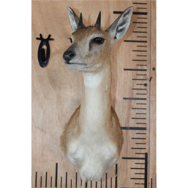 SHARP'S GRYSBOK Shoulder Mount