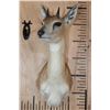 Image 1 : SHARP'S GRYSBOK Shoulder Mount