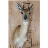 Image 2 : SHARP'S GRYSBOK Shoulder Mount