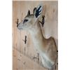 Image 4 : SHARP'S GRYSBOK Shoulder Mount