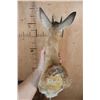 Image 6 : SHARP'S GRYSBOK Shoulder Mount