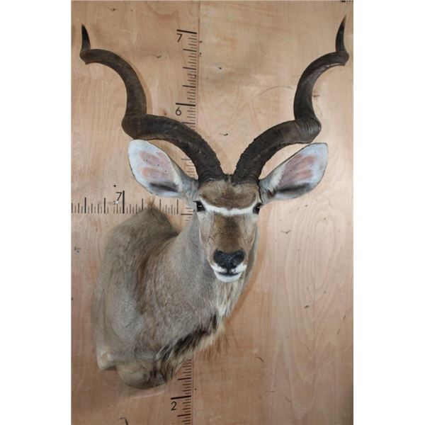 Big KUDU Shoulder Mount