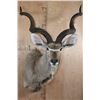 Image 1 : Big KUDU Shoulder Mount