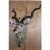 Image 2 : Big KUDU Shoulder Mount