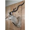 Image 3 : Big KUDU Shoulder Mount