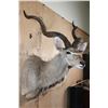 Image 4 : Big KUDU Shoulder Mount