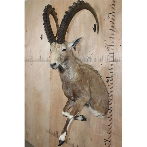 Big Half-body NUBIAN IBEX