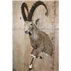 Image 1 : Big Half-body NUBIAN IBEX
