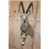 Image 2 : Big Half-body NUBIAN IBEX