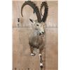 Image 3 : Big Half-body NUBIAN IBEX