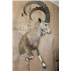 Image 4 : Big Half-body NUBIAN IBEX