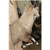 Image 5 : Big Half-body NUBIAN IBEX