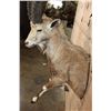 Image 6 : Big Half-body NUBIAN IBEX