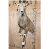 Image 7 : Big Half-body NUBIAN IBEX