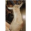 Image 8 : Big Half-body NUBIAN IBEX