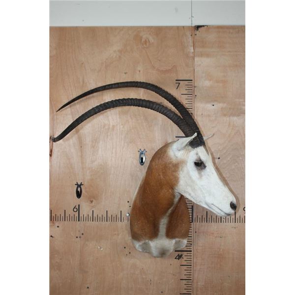 *TEXAS RESIDENTS ONLY* SCIMITAR HORNED ORYX Shoulder Mount with a Horn Deformity