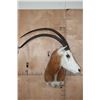 Image 1 : *TEXAS RESIDENTS ONLY* SCIMITAR HORNED ORYX Shoulder Mount with a Horn Deformity