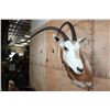 Image 2 : *TEXAS RESIDENTS ONLY* SCIMITAR HORNED ORYX Shoulder Mount with a Horn Deformity