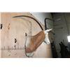Image 3 : *TEXAS RESIDENTS ONLY* SCIMITAR HORNED ORYX Shoulder Mount with a Horn Deformity