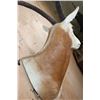 Image 4 : *TEXAS RESIDENTS ONLY* SCIMITAR HORNED ORYX Shoulder Mount with a Horn Deformity