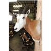 Image 5 : *TEXAS RESIDENTS ONLY* SCIMITAR HORNED ORYX Shoulder Mount with a Horn Deformity