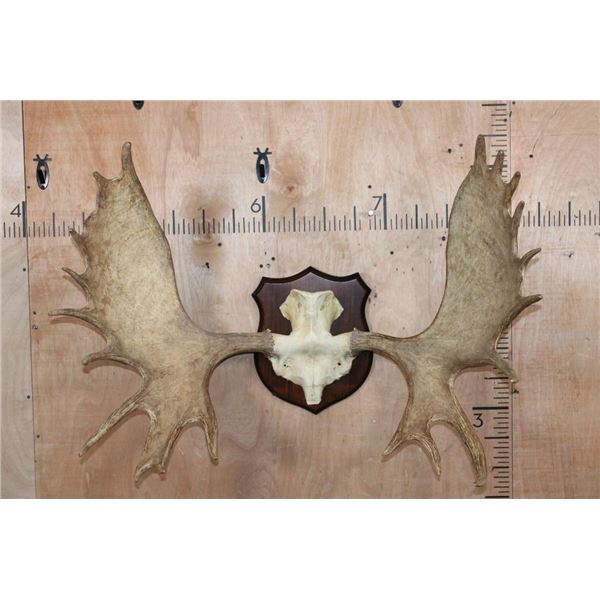 20-Point MOOSE Rack Euro-cut Skull Cap on a Wood Plaque