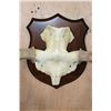 Image 3 : 20-Point MOOSE Rack Euro-cut Skull Cap on a Wood Plaque