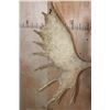 Image 4 : 20-Point MOOSE Rack Euro-cut Skull Cap on a Wood Plaque