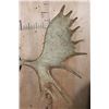 Image 5 : 20-Point MOOSE Rack Euro-cut Skull Cap on a Wood Plaque