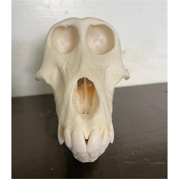 Female or Juvenile BABOON Skull