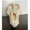 Image 1 : Female or Juvenile BABOON Skull