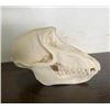 Image 2 : Female or Juvenile BABOON Skull