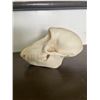 Image 3 : Female or Juvenile BABOON Skull