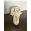 Image 4 : Female or Juvenile BABOON Skull