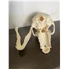 Image 5 : Female or Juvenile BABOON Skull