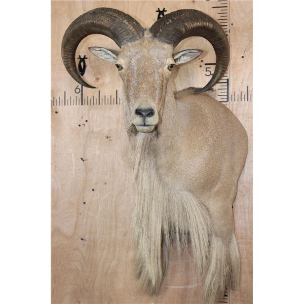 Big AOUDAD Shoulder Mount with Partial Legs