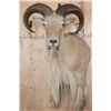 Image 1 : Big AOUDAD Shoulder Mount with Partial Legs