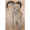 Image 2 : Big AOUDAD Shoulder Mount with Partial Legs