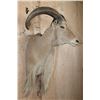 Image 3 : Big AOUDAD Shoulder Mount with Partial Legs
