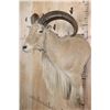 Image 4 : Big AOUDAD Shoulder Mount with Partial Legs