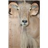 Image 5 : Big AOUDAD Shoulder Mount with Partial Legs