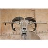 Image 6 : Big AOUDAD Shoulder Mount with Partial Legs
