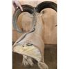 Image 7 : Big AOUDAD Shoulder Mount with Partial Legs