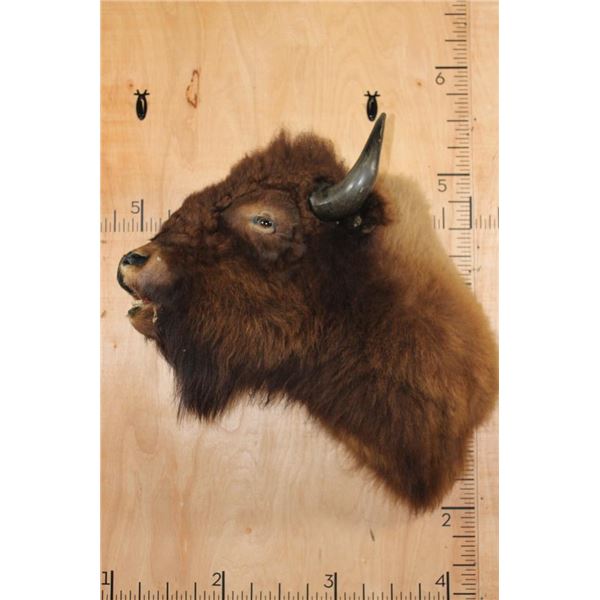 Unique BUFFALO or Bison Shoulder Mount with a Hard Right Turn
