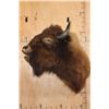 Image 1 : Unique BUFFALO or Bison Shoulder Mount with a Hard Right Turn