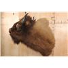 Image 3 : Unique BUFFALO or Bison Shoulder Mount with a Hard Right Turn