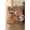 Image 4 : Unique BUFFALO or Bison Shoulder Mount with a Hard Right Turn