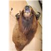 Image 5 : Unique BUFFALO or Bison Shoulder Mount with a Hard Right Turn