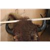 Image 6 : Unique BUFFALO or Bison Shoulder Mount with a Hard Right Turn